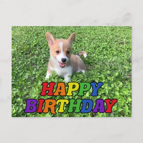 Happy Birthday Cute Corgi Puppy Photo Postcard