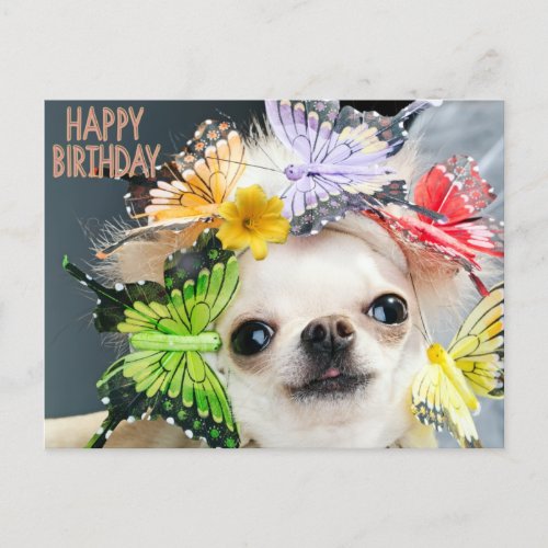 Happy Birthday Cute Funny Dog  Holiday Postcard