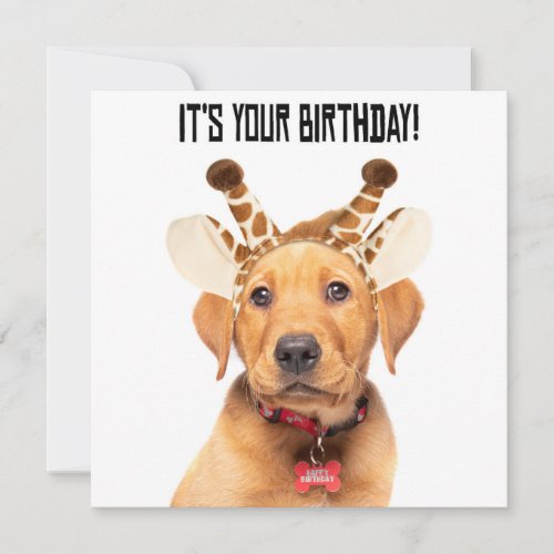 Happy Birthday Cute Lab Puppy In Giraffe Ears Holi Holiday Card