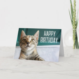 Happy Birthday   Cute Tabby Kitten Card