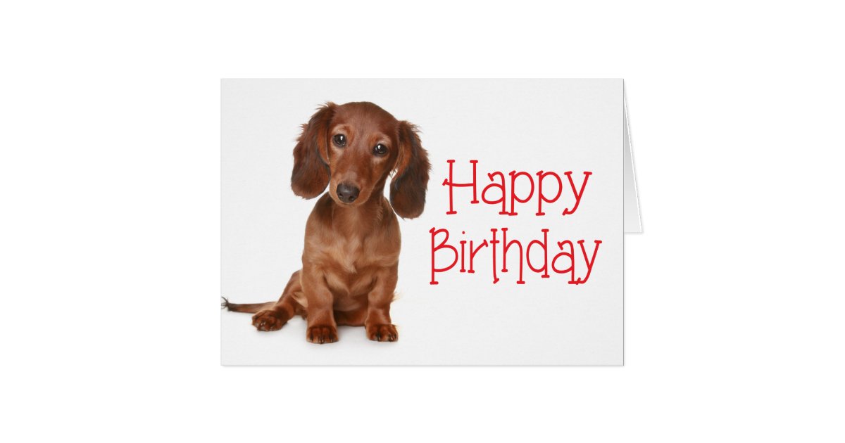 Happy Birthday Dachshund Puppy Dog Card | Zazzle.com