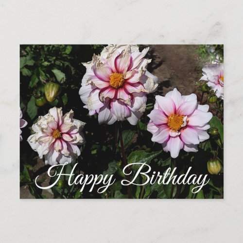 Happy Birthday Dahlia Edge of Joy 1 Postcard