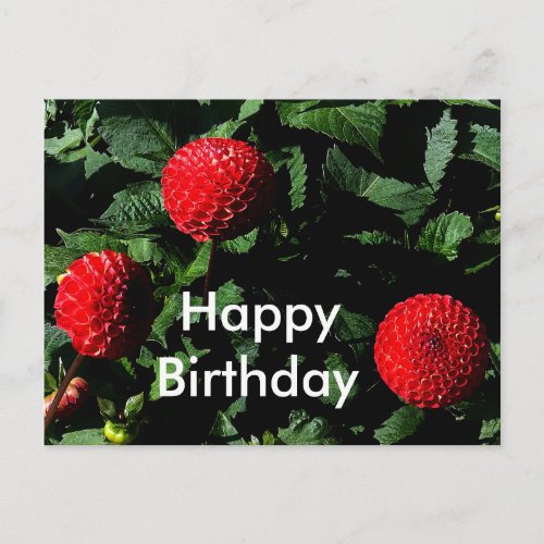 Happy Birthday Dahlia Irish Glow 1 Postcard