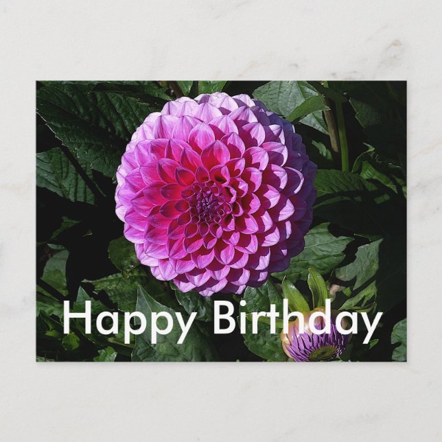 Happy Birthday Dahlia Pink Paradise #1 Postcard (Front)