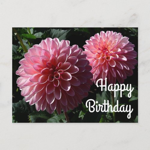 Happy Birthday Dahlia Valley Porcupine 1 Postcard