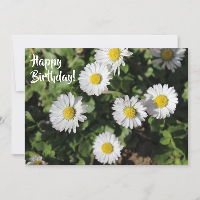 Happy Birthday Daisies Photography Card (Front)