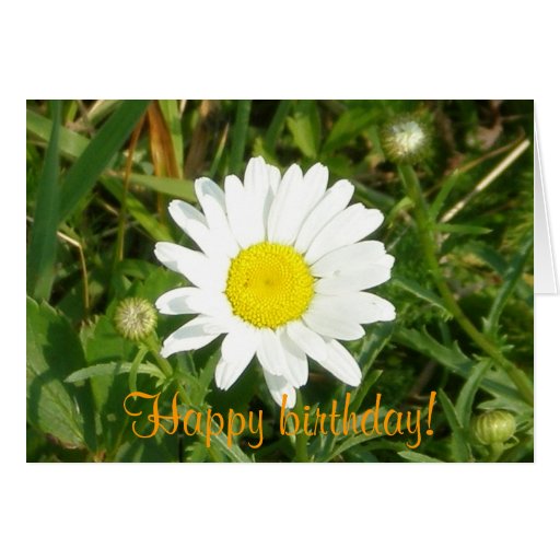 Happy Birthday! Daisy Card | Zazzle