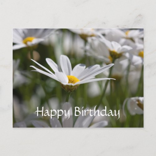 Happy Birthday Daisy Postcard