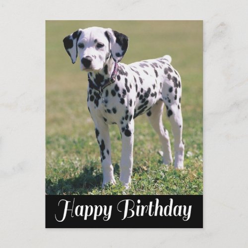 Happy Birthday Dalmatian Puppy Dog Lover Postcard