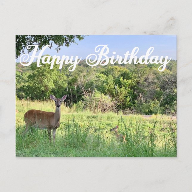Happy Birthday Deer Photography Beautiful Nature Postcard (Front)