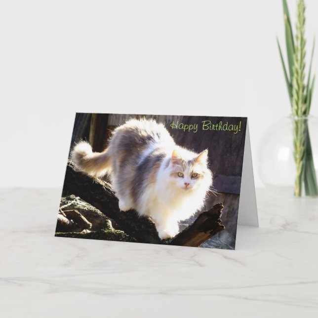 Happy Birthday Dilute Calico Maine Coon Card (Front)