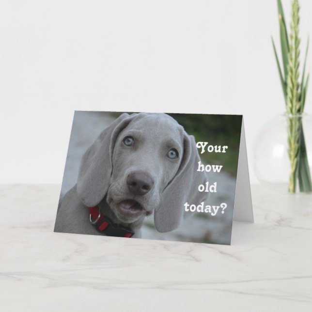 Happy Birthday Dog Humor Card (Front)