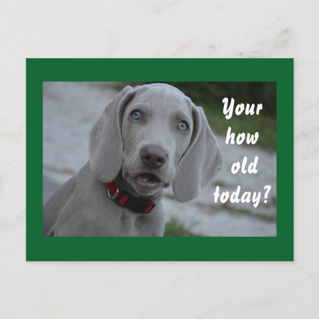 Happy Birthday Dog Humor Postcard (Front)