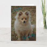 Happy Birthday Dog Pomeranian Birthday Wishes Card at Zazzle