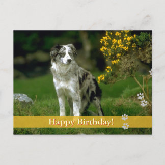 Happy Birthday! -  dog postcard