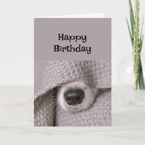 Happy Birthday Dog under blanket in Bed