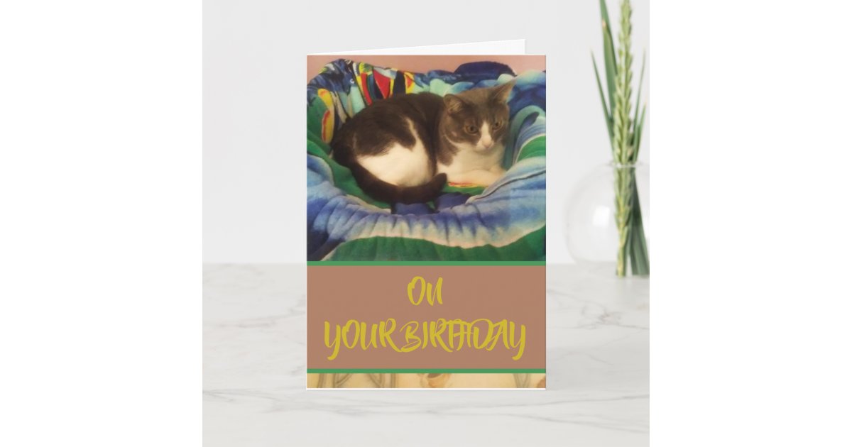Happy Birthday Domestic Grey And White Kitty Cat Card Zazzle Com