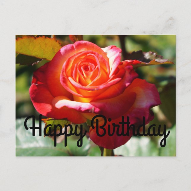 Happy Birthday Dream Come True Rose #2 Postcard (Front)