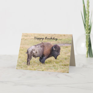 Happy Birthday, Dusty Bison Bull Humor Card