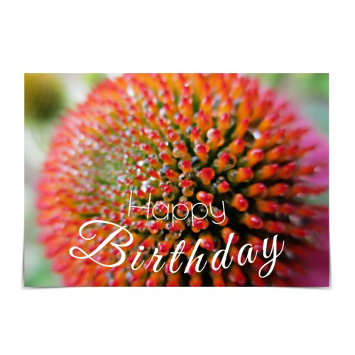 Happy Birthday Echinacea with Raindrops Card
