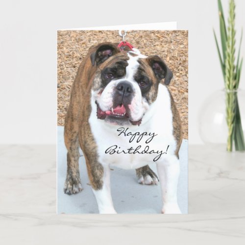 Happy Birthday English Bulldog greeting card