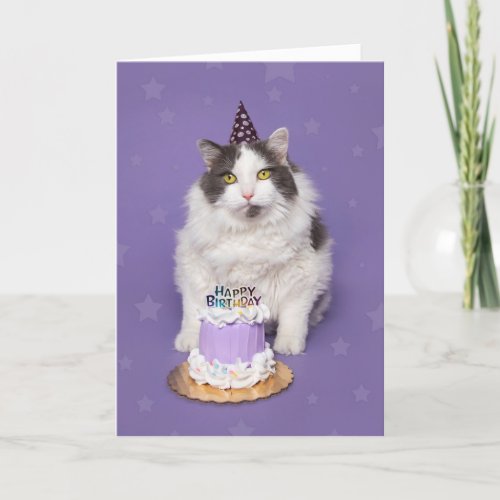 Happy Birthday Fat Cat With Cake Humor Holiday Card