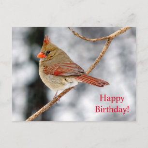 Happy Birthday Female Northern Cardinal Postcard