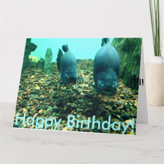 Happy Birthday Fish Card