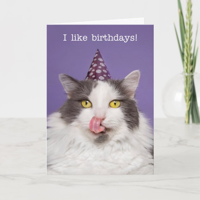 Happy Birthday For Anyone Fat Cat in Party Hat Holiday Card (Front)