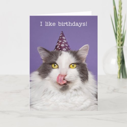 Happy Birthday For Anyone Fat Cat in Party Hat Holiday Card