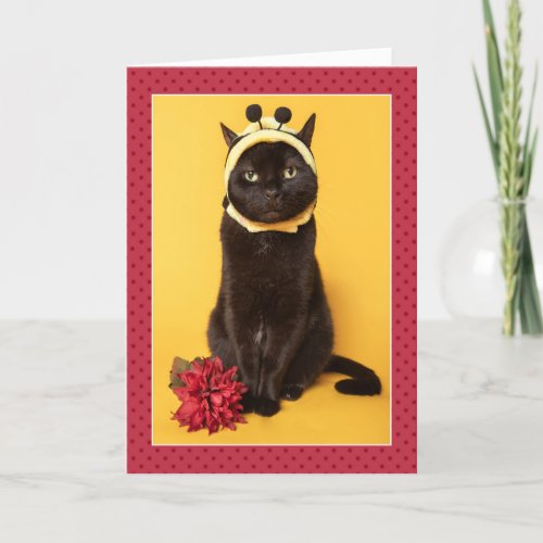 Happy Birthday For Anyone Funny Cat in Bee Costume Holiday Card