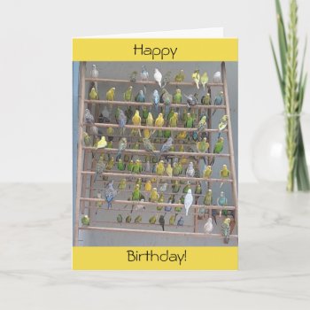 Happy Birthday From All Of Us Parakeets Card by busycrowstudio at Zazzle