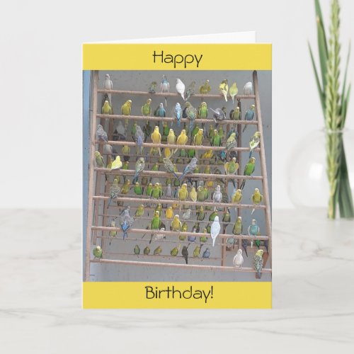 Happy Birthday from All of Us Parakeets Card