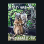Happy Birthday from Deez Nuts Funny Squirrel Photo Postcard<br><div class="desc">Happy Birthday from DEEZ NUTS! A hilarious squirrel play on words joke about his nuts. Crude humor on an adult's birthday postcard. Make your friends laugh with this pop culture quote.</div>