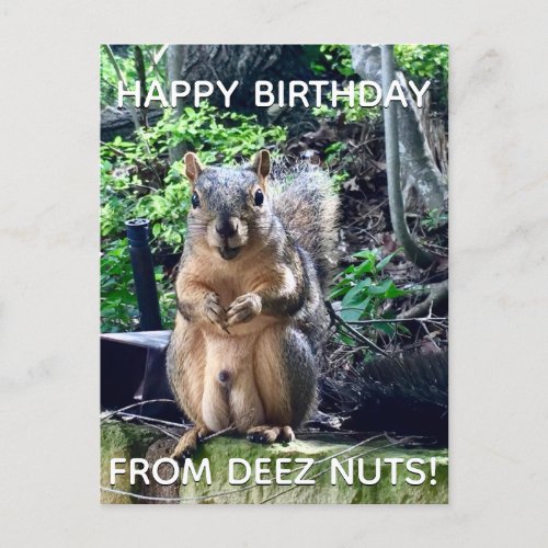 Happy Birthday from Deez Nuts Funny Squirrel Photo Postcard