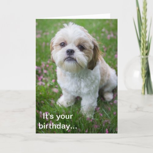 Happy Birthday from Edie the Shih Tzu puppy Card