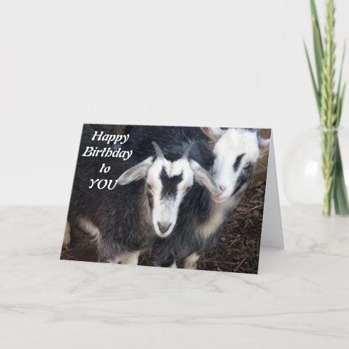 HAPPY BIRTHDAY FROM HAPPY PIGMY GOAT COUPLE CARD