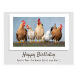 Happy Birthday From The Chickens Postcard