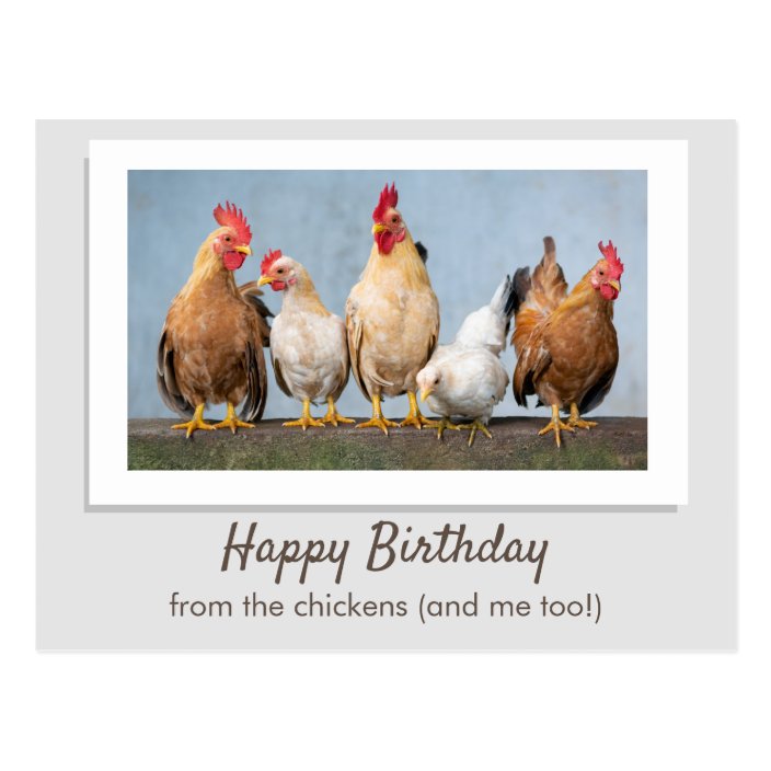 Happy Birthday From The Chickens Postcard | Zazzle.com