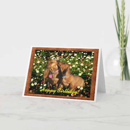 Happy Birthday from the Dachshunds Card
