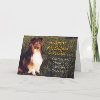Happy Birthday From The Dog Card by SimplyShelties at Zazzle