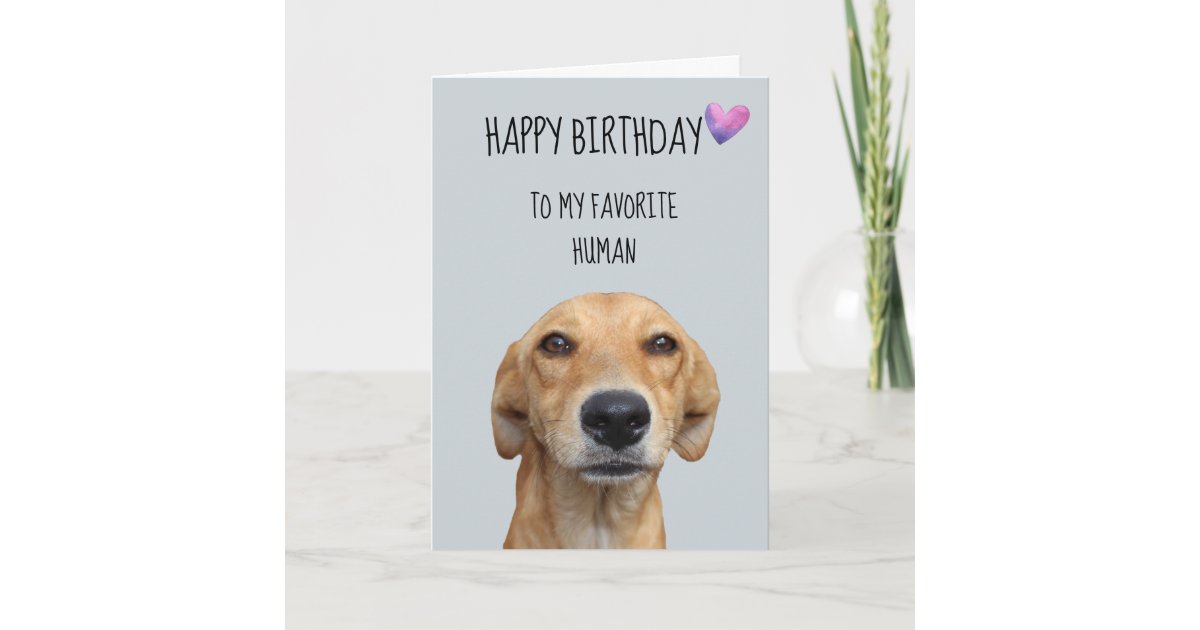 Happy Birthday From The Dog To Favorite Human Card | Zazzle.com