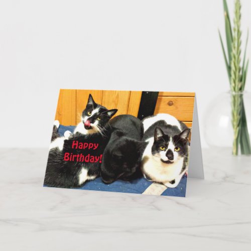 Happy Birthday From Your Cat Collection _ Card