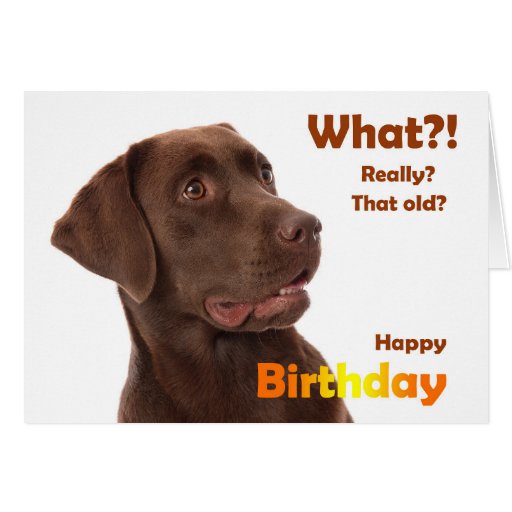 Happy Birthday fun card with Labrador dog | Zazzle