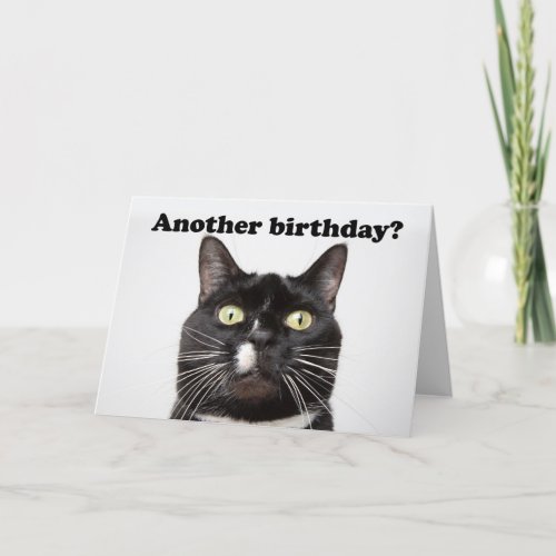 Happy Birthday Funny Cat in Your Face Humor Holiday Card