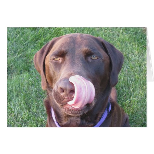 Happy Birthday FUNNY Chocolate Lab Card | Zazzle