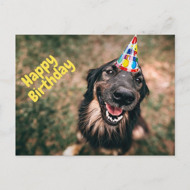 Happy Birthday Funny Dog in Party Hat  Postcard (Front)