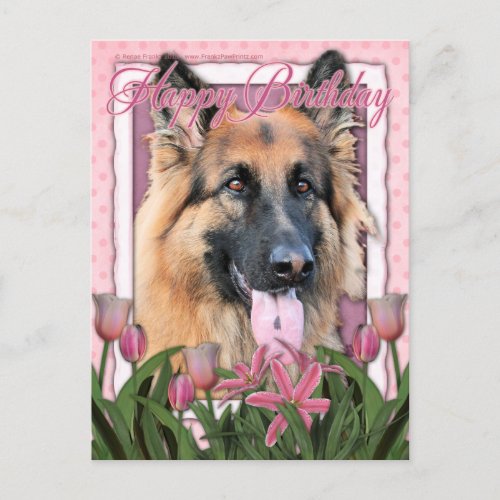 Happy Birthday _ German Shepherd _ Long Haired Postcard