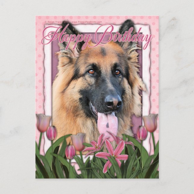 Happy Birthday - German Shepherd - Long Haired Postcard (Front)