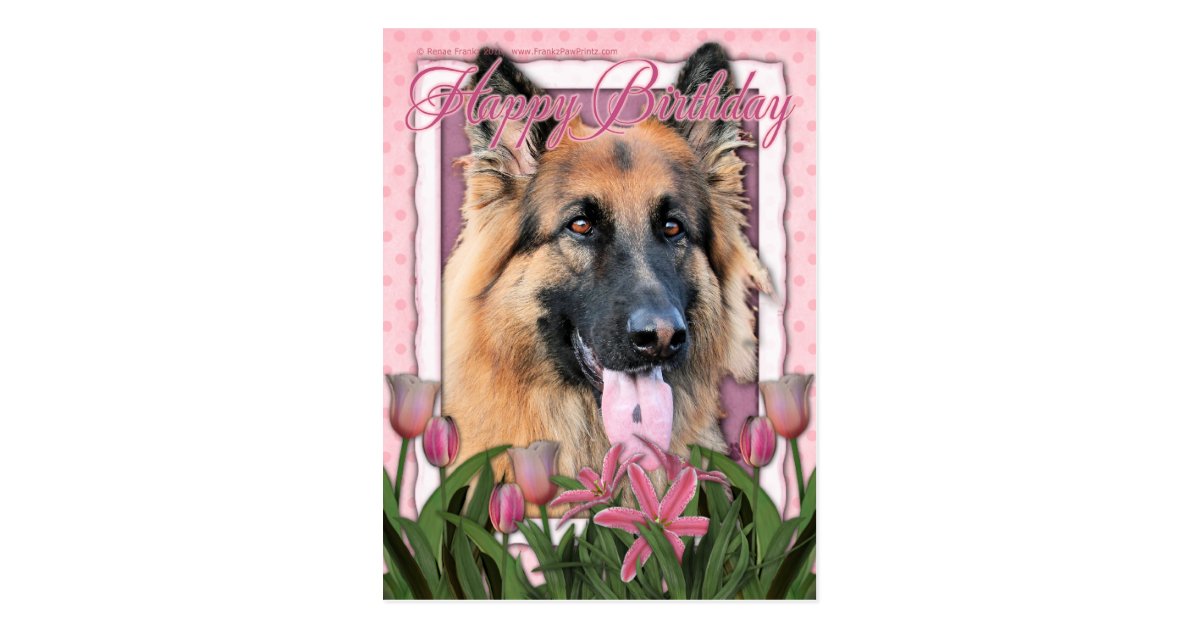 Happy Birthday German Shepherd Long Haired Postcard